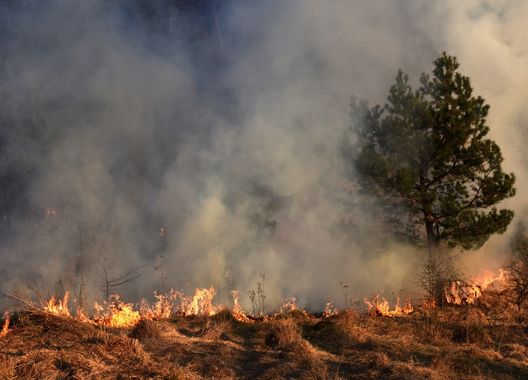 Uma fotografia de mata pegando fogo, um dos tipos de desastres ambientais em regiões de mata seca no Brasil