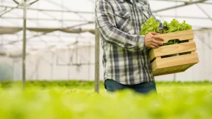 agricultor segurando uma caixa de alfaces em plantação